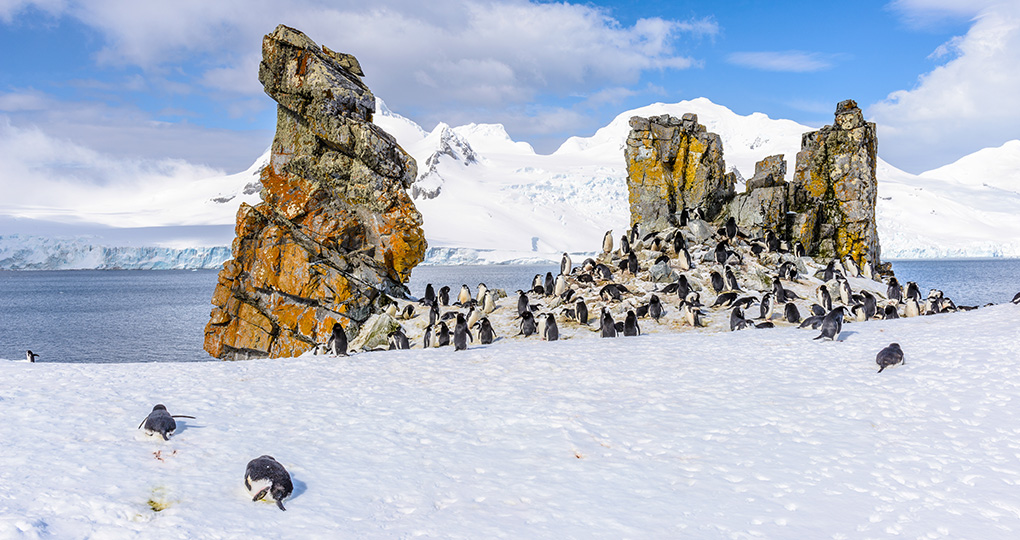penguins on South Shetlands