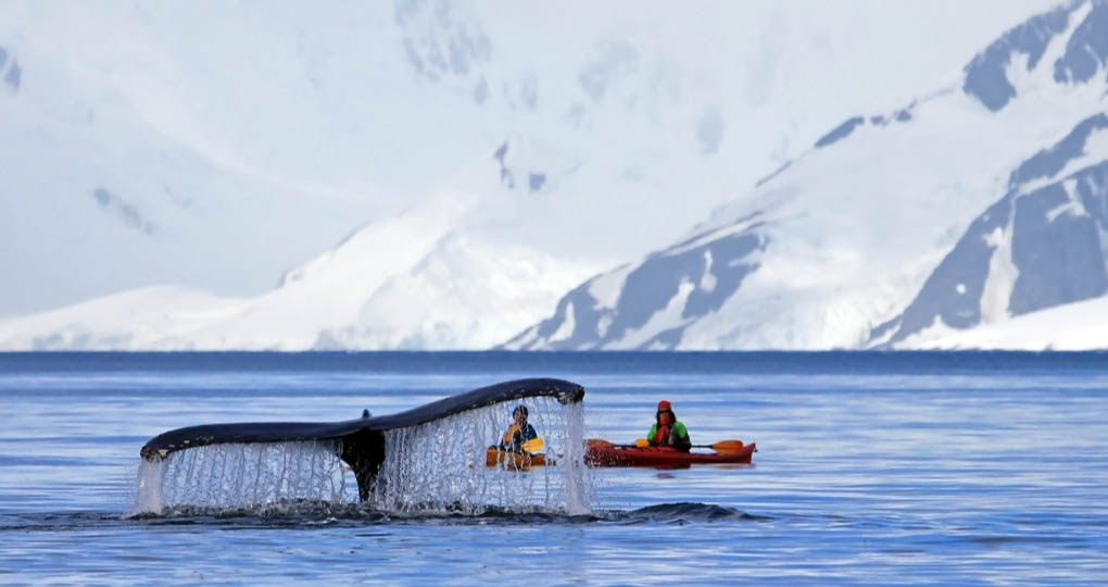 kayaking near humpback whale