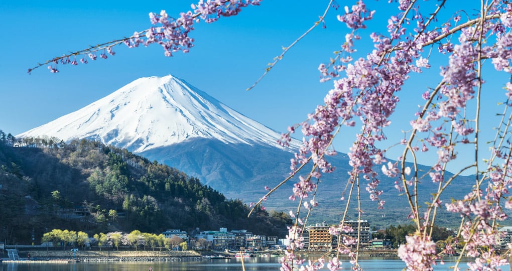 Mt. Fuji with cherry blossoms