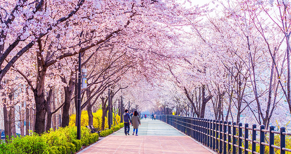 Seoul cherry blossom
