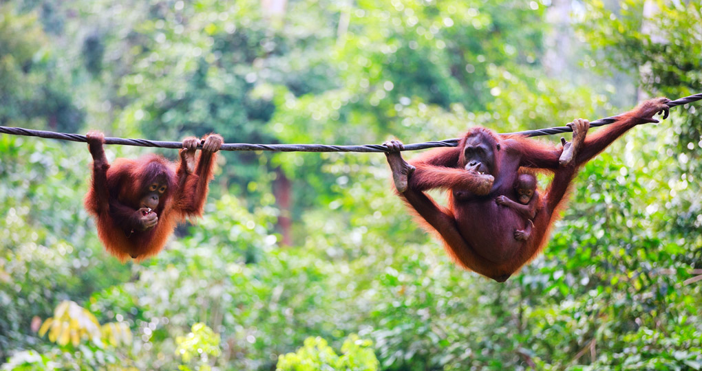 orangutan in Sabah