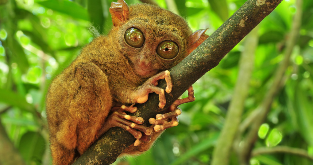 tarsier in tree