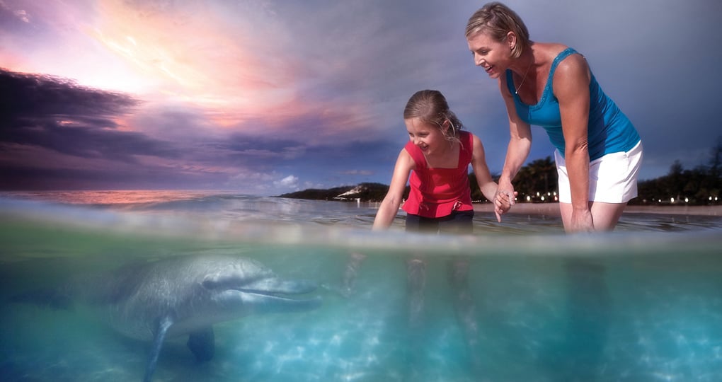 Tourists feeding friendly wild dolphins at Tangalooma Resort.