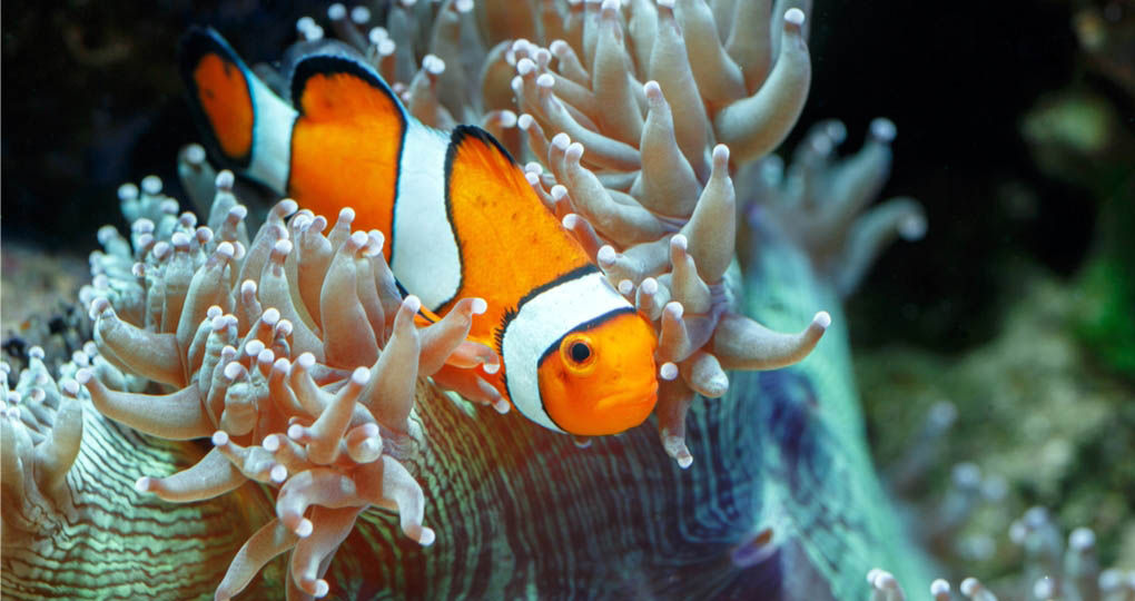 clownfish on Great Barrier Reef