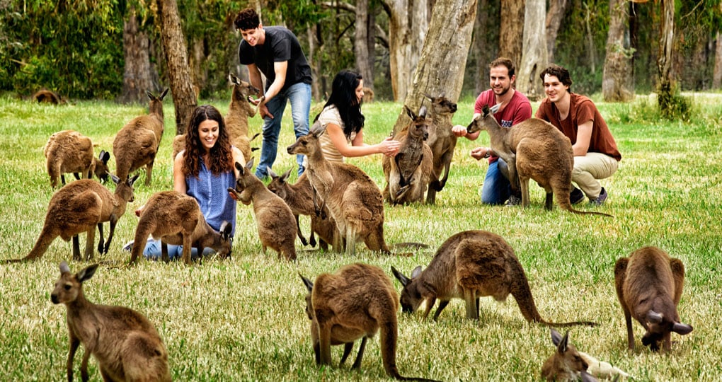 People petting kangaroos