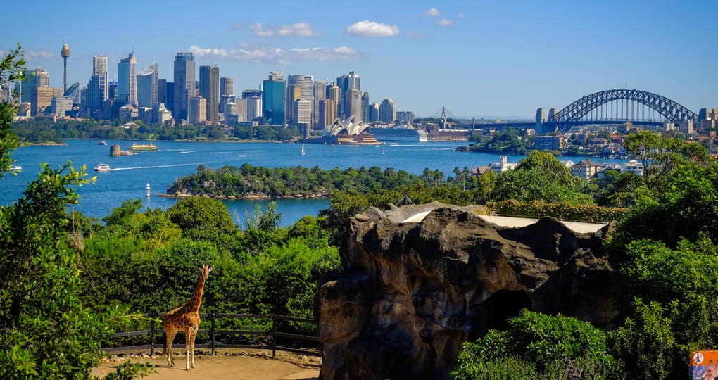 Giraffes at Taronga Zoo, overlooking Sydney Harbour