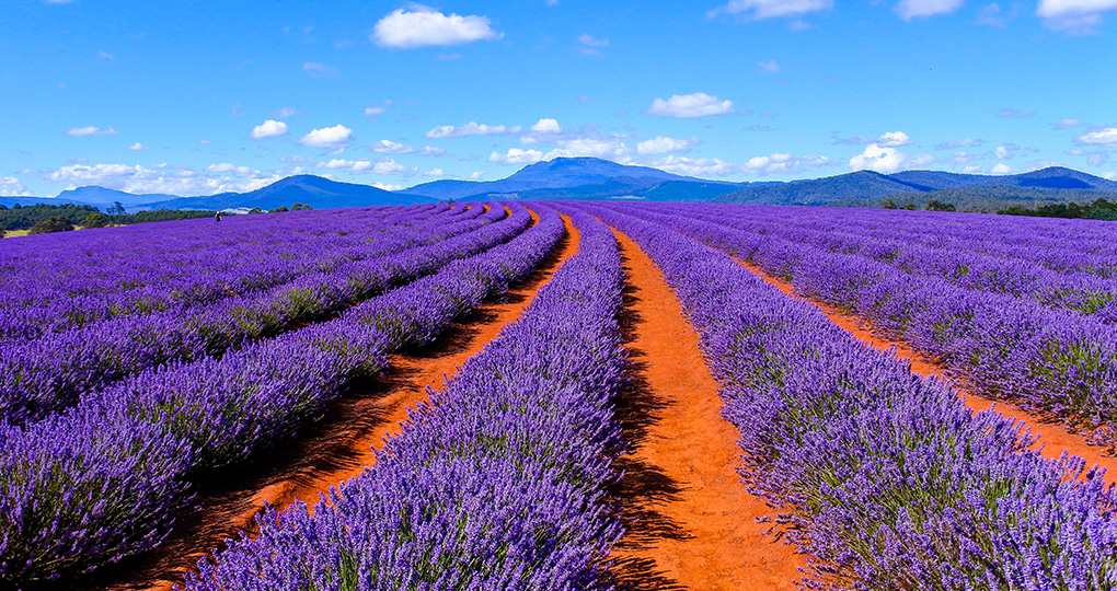 Lavender estate, Tasmania