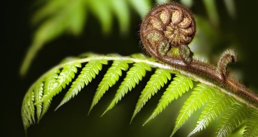The iconic fern, the Koru, will be seen throughout your New Zealand vacation 