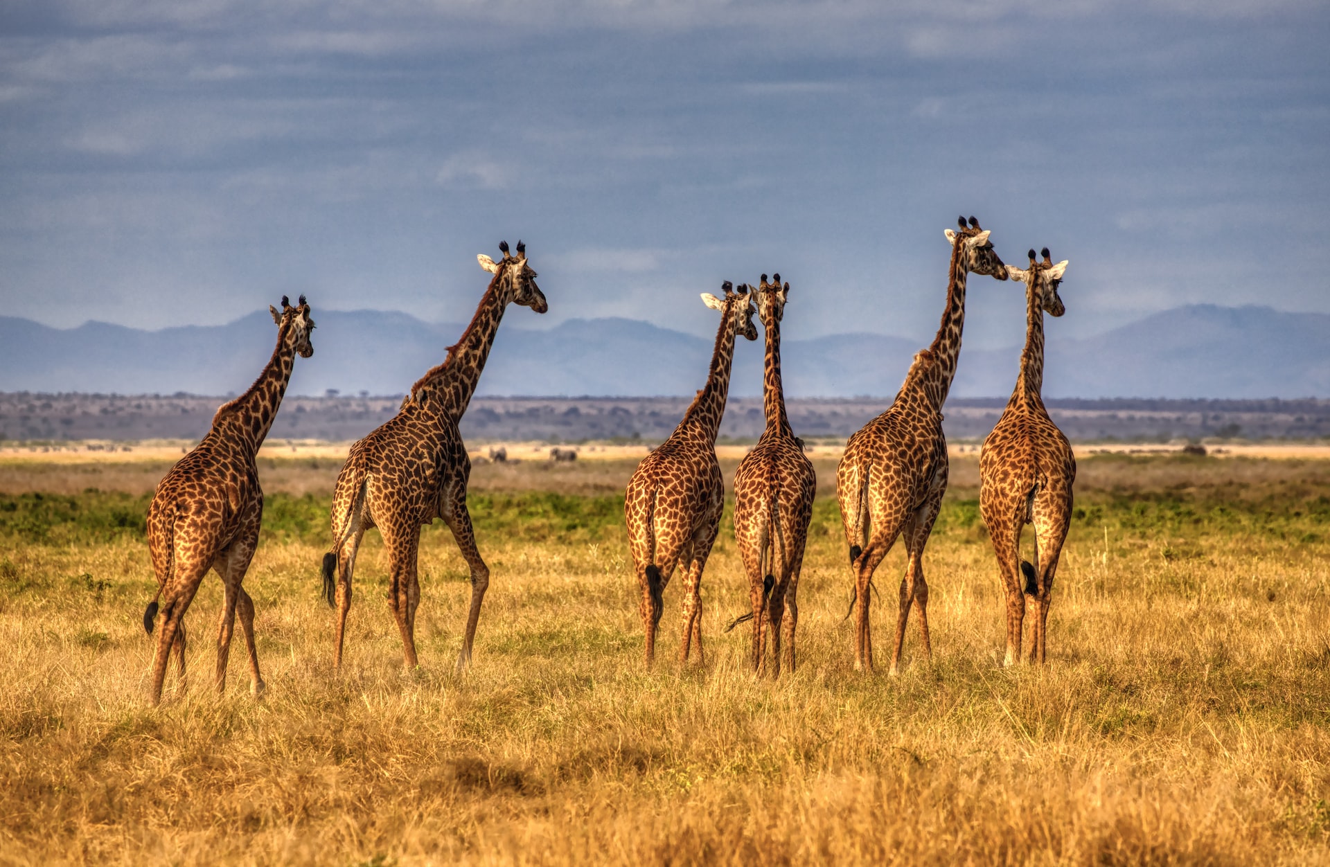 Giraffes in Amboseli Kenya