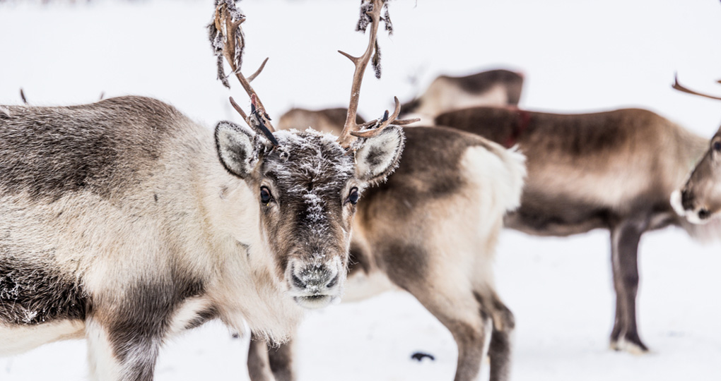 Reindeer herd in Lapland