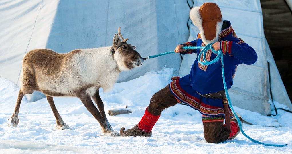 Reindeer and Sami person