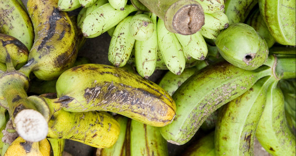 Bananas in Tonga