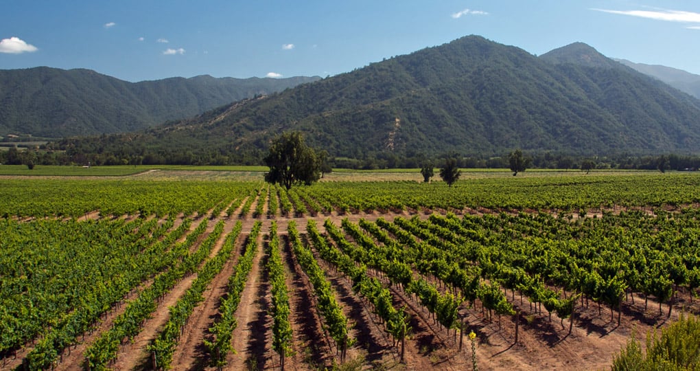 Chilean vineyard