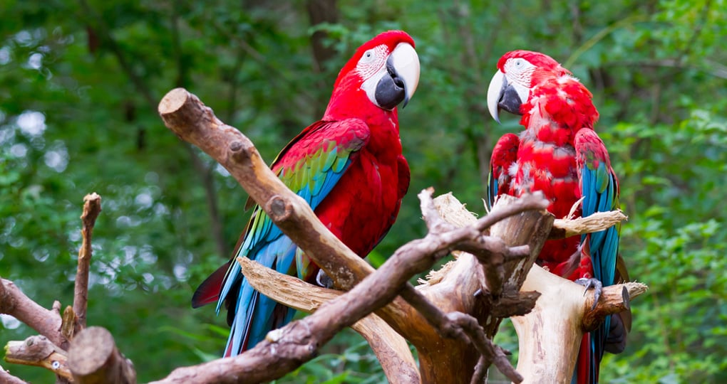 Costa Rica parrots