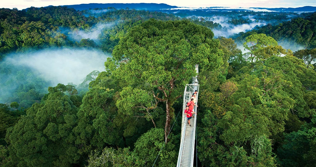 bridge in Monteverde Cloud Forest