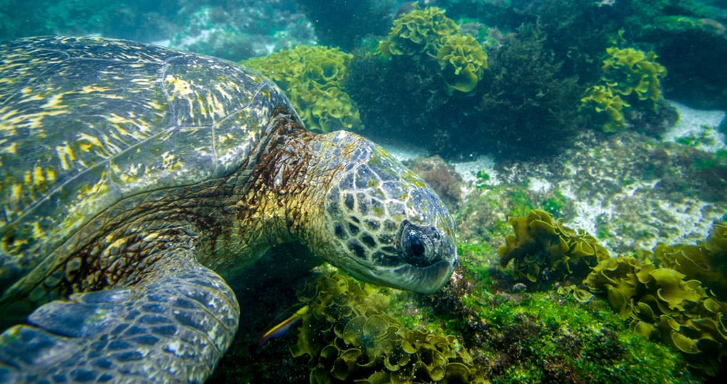 turtle in Galapagos