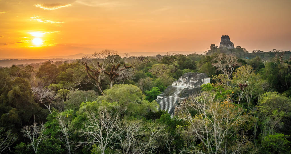 Tikal ruins site peeking above rainforest canopy at sunset.