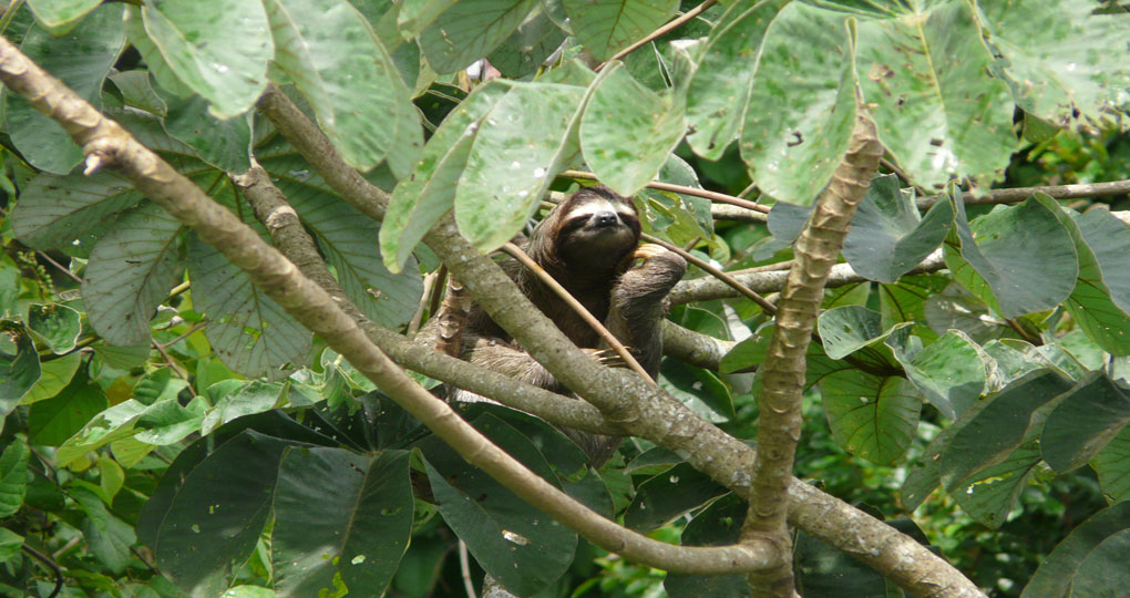 sloth in Soberania National Park