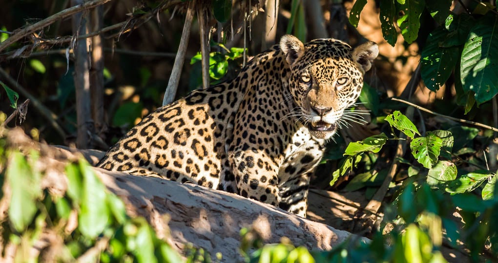 Jaguar in a tree in the Amazon