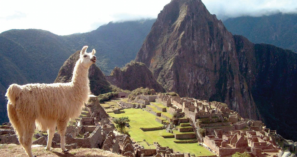 Machu Picchu llama