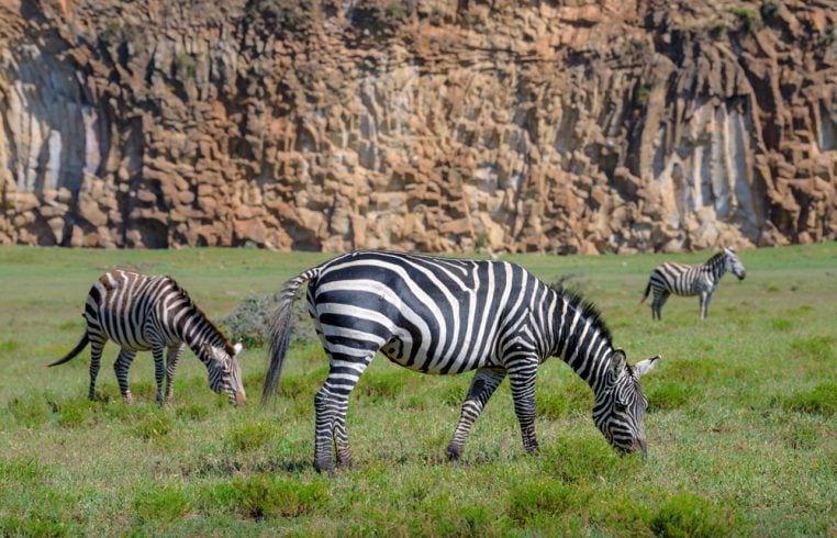 Zebras eating grass at Hell’s Gate National Park, Kenya