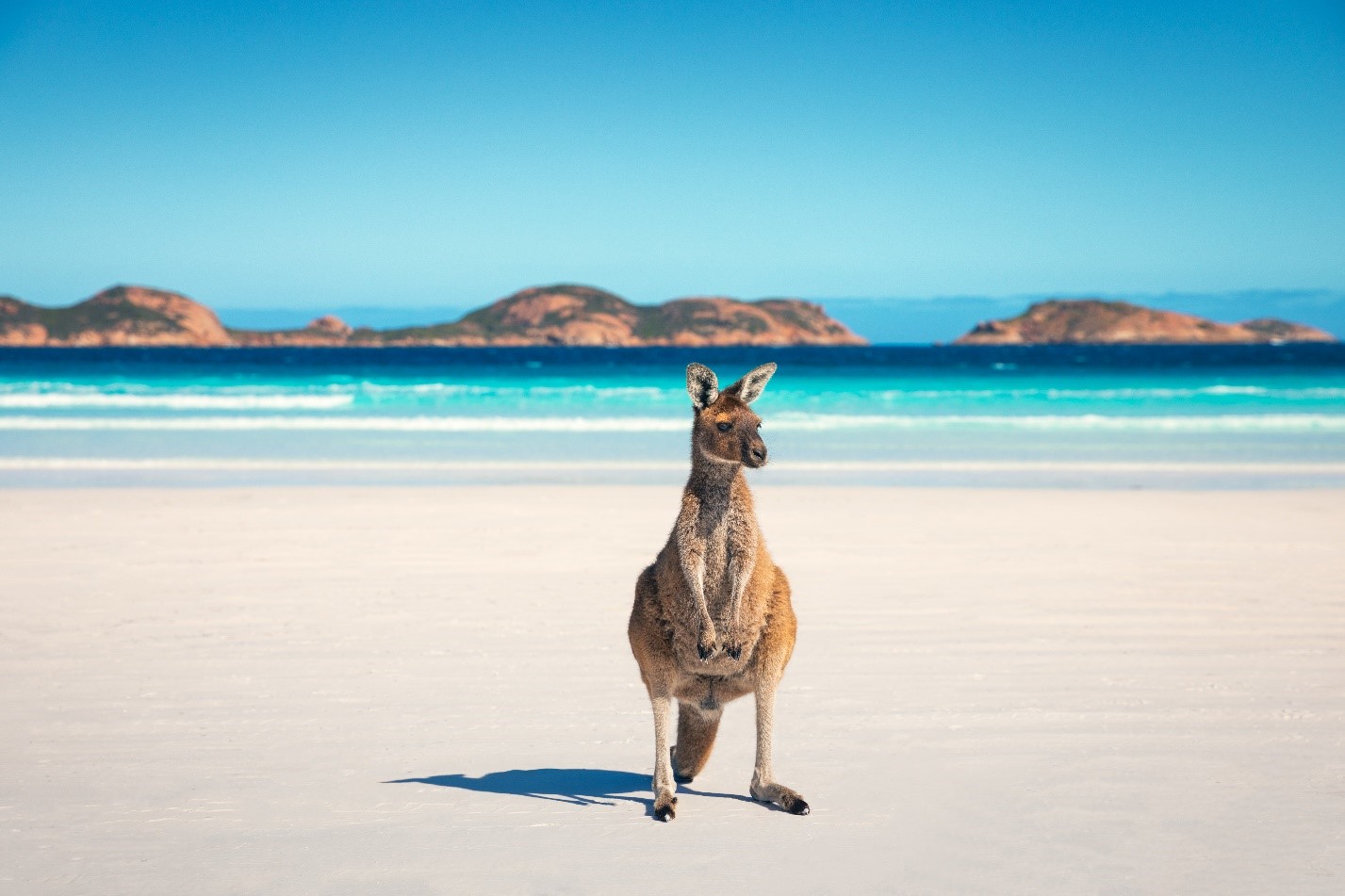 Kangaroo on the beach in Western Australia
