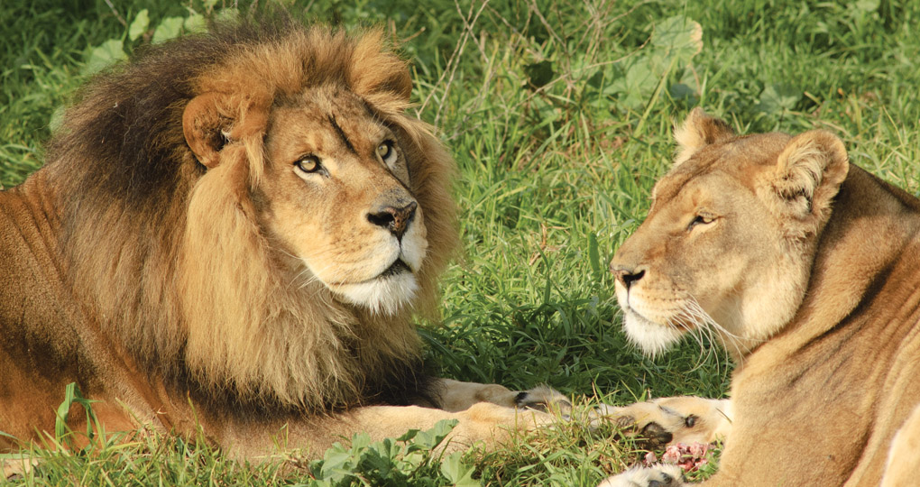 lion in Kruger