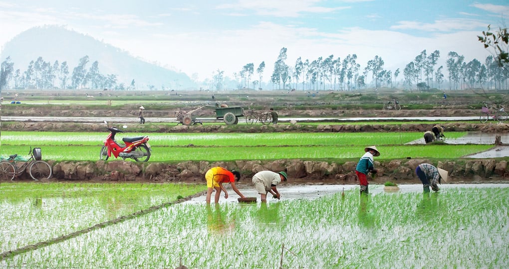 planting in rice paddies
